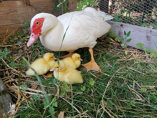 Langes Fasten vor Ostern - 10 Fastentage Langes Fasten vor Ostern - 10 Fastentage