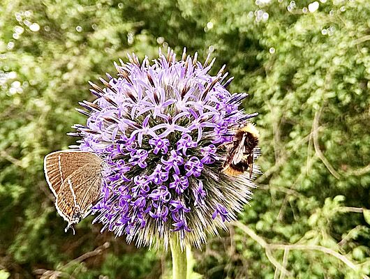 Sommer, Sonne, Leichtigkeit Buchingerfasten mit Claudia Messerschmidt Sommer, Sonne, Leichtigkeit Buchingerfasten mit Claudia Messerschmidt