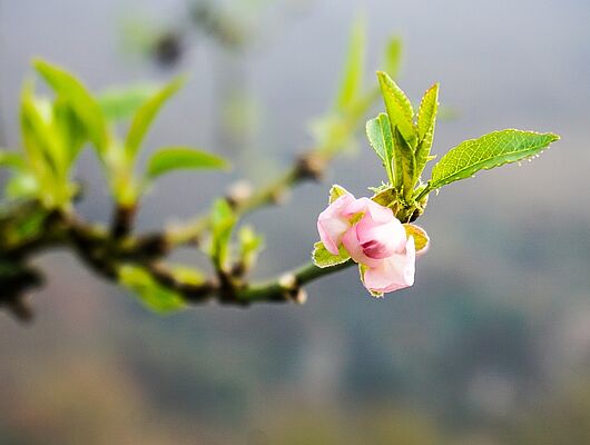 Buchingerfasten - Erwachen aus dem Winterschlaf - Bildungsurlaub - Mit Präventionszuschuss Buchingerfasten - Erwachen aus dem Winterschlaf - Bildungsurlaub - Mit Präventionszuschuss
