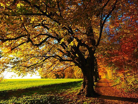 Buchingerfasten - Durch den goldenen Herbst - Bildungsurlaub in SA, HB, B & NRW - Mit Präventionszuschuss! Buchingerfasten - Durch den goldenen Herbst - Bildungsurlaub in SA, HB, B & NRW - Mit Präventionszuschuss!
