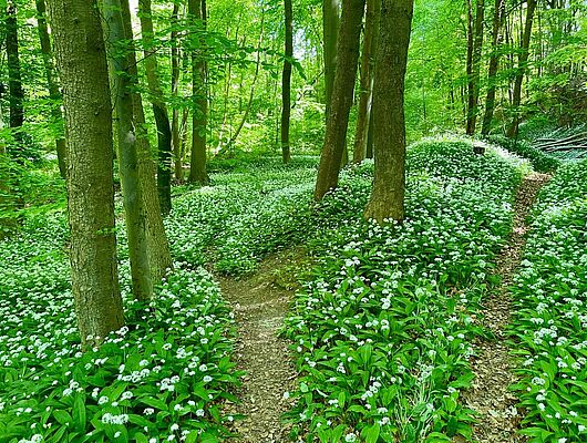 Frühlingserwachen - Bildungsurlaub in SA, HB, B & NRW Frühlingserwachen - Bildungsurlaub in SA, HB, B & NRW