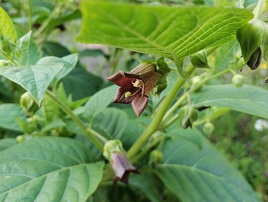 Auf den Spuren der Harzer Hexen und Zauberpflanzen - Bildungsurlaub in SA, HB, B & NRW - mit Präventionszuschuss! Auf den Spuren der Harzer Hexen und Zauberpflanzen - Bildungsurlaub in SA, HB, B & NRW - mit Präventionszuschuss!